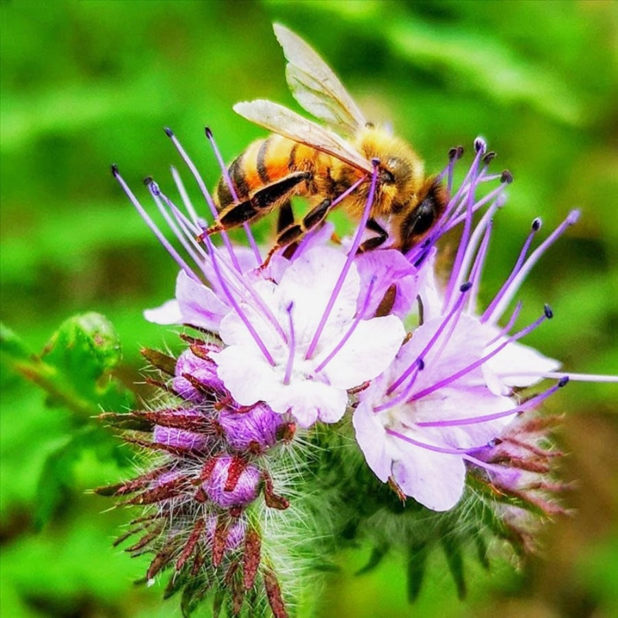 Phacelia - groenbemester Lekkerhoning.nl