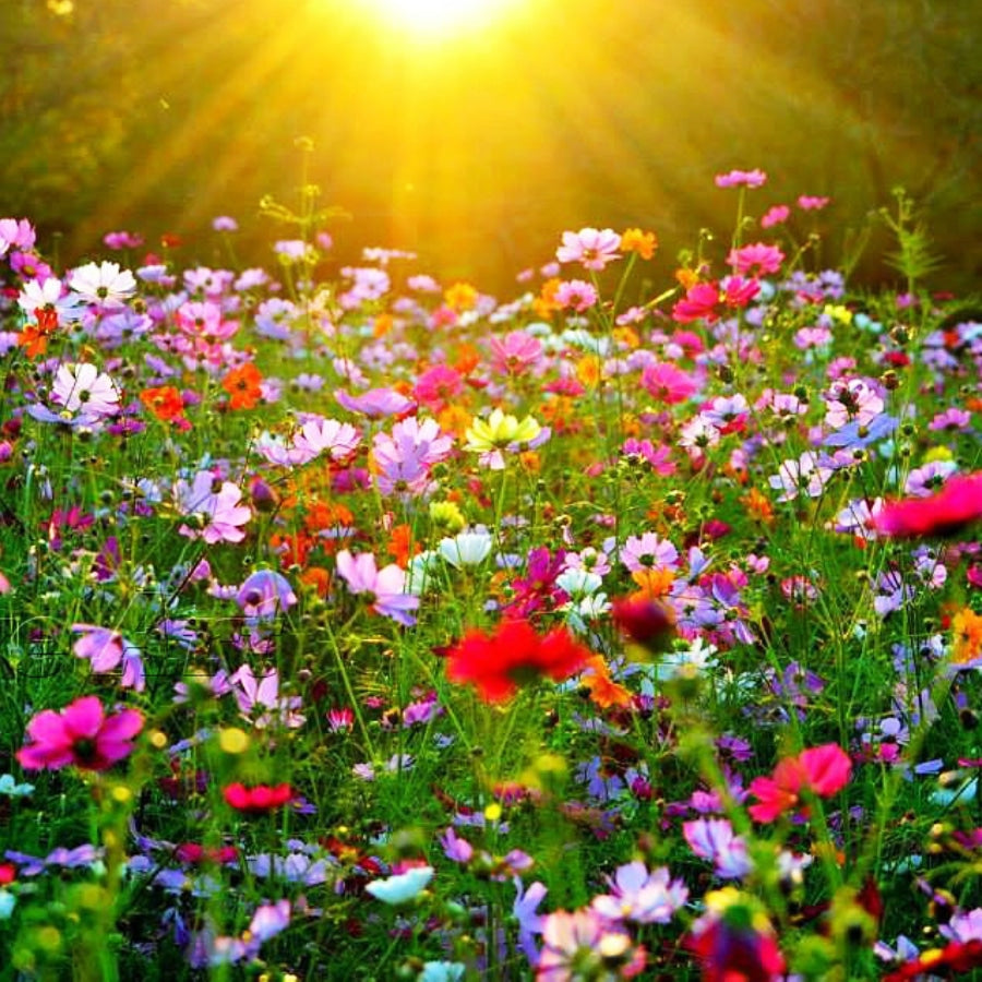 Bijenmix Beehappy Lekkerhoning