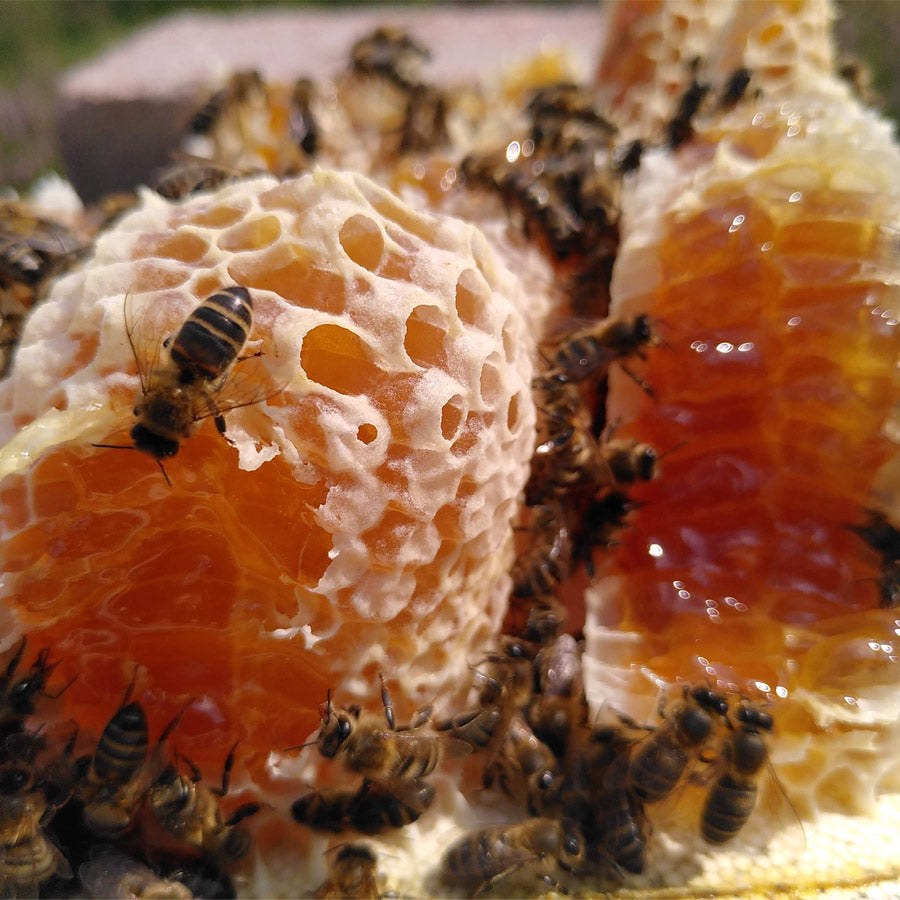 Sommerwabenhonig aus Rumänien