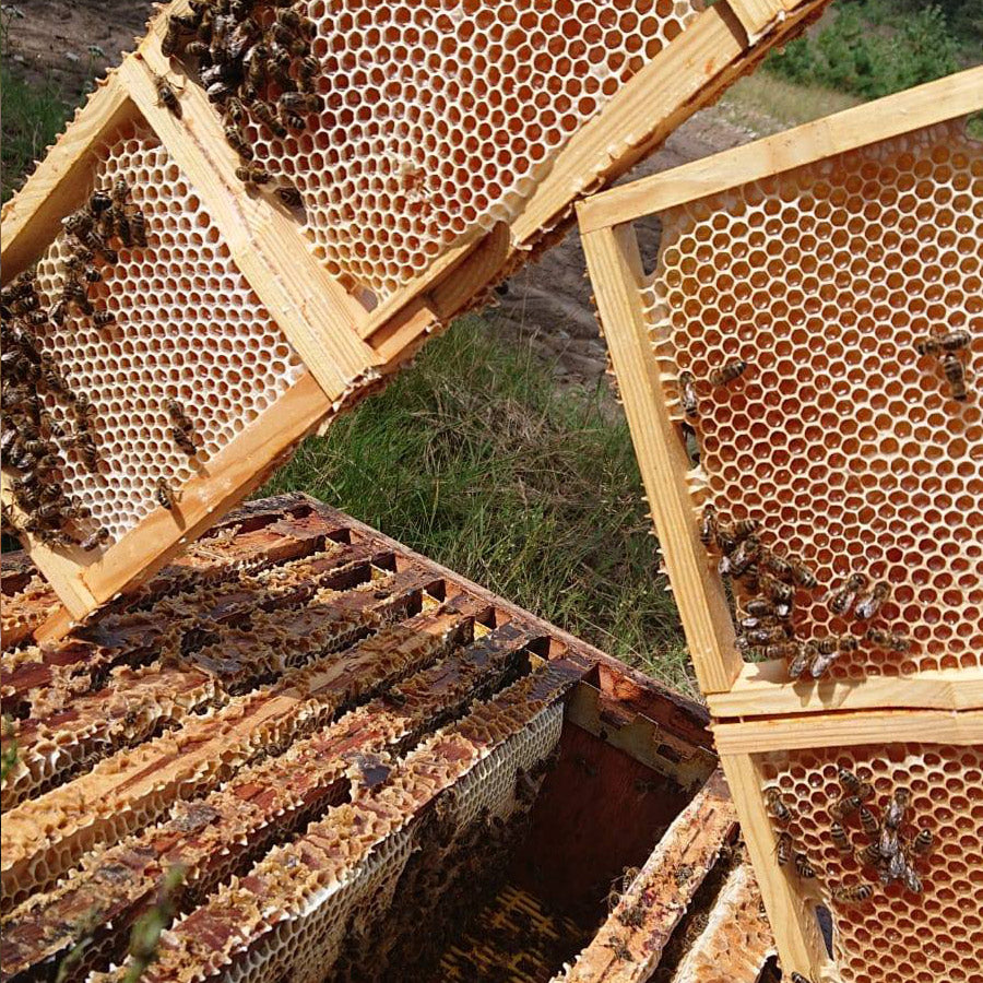 Sommerwabenhonig aus Rumänien