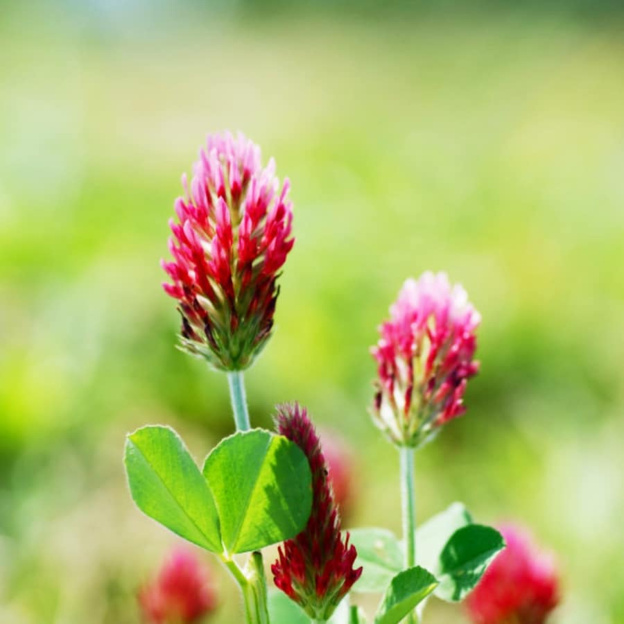 Rode incarnaat klaver - 75 gram (25m2)- Lekkerhoning.nl